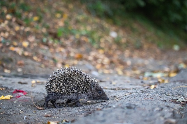 Hero晋级挑战者杯十六强